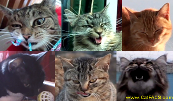 3 Cat Facial Expressions and What They Mean