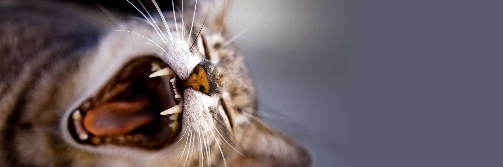 cat teeth pic
