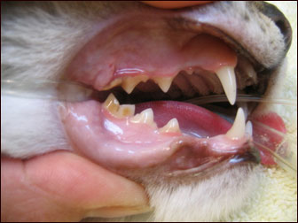 cat change teeth