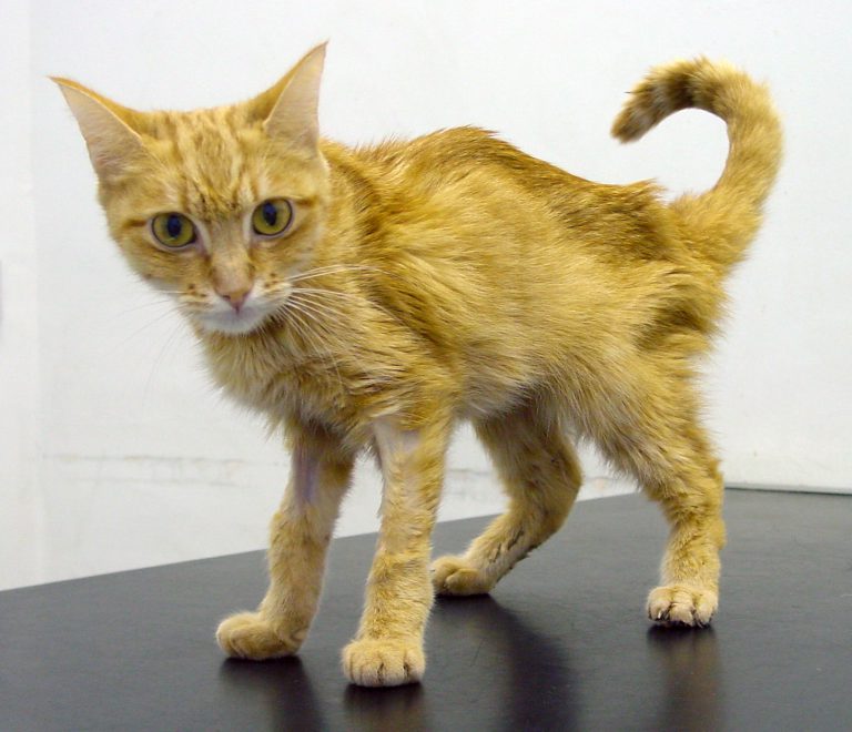 How Long Will A Cat With Hyperthyroidism Live